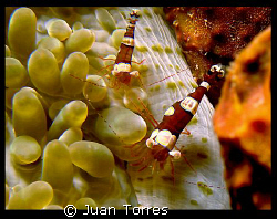 Squat Anemone Shrimps. Puerto Rico, Canon G7. by Juan Torres 